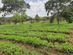 Pickup Kamerun AHPPV Landwirtschaft